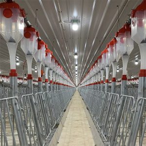 automatisch voersysteem met varkensschijfketting