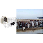 veehouderij